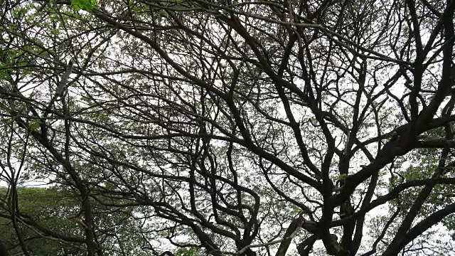 格林公园里的大树视频素材