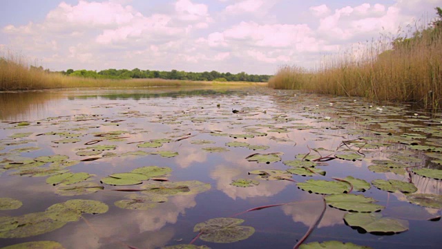 塞尔维亚(奥贝德斯卡沼泽)的大片沼泽和荷叶睡莲视频下载