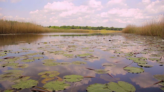 塞尔维亚(奥贝德斯卡沼泽)的大片沼泽和荷叶睡莲视频下载