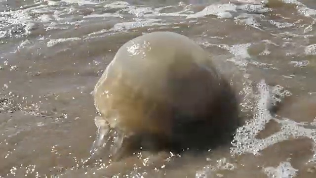 特写真实的水母，全球变暖对海滩的影响视频素材