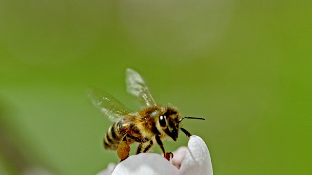 采花粉的蜜蜂視頻素材