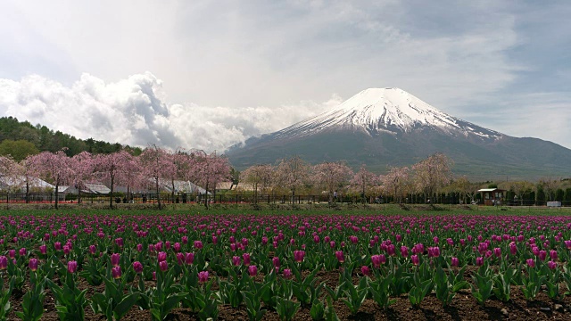 富士山上的紫色郁金香田视频下载