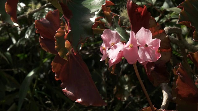生长在马丘比丘的野生秋海棠花视频下载
