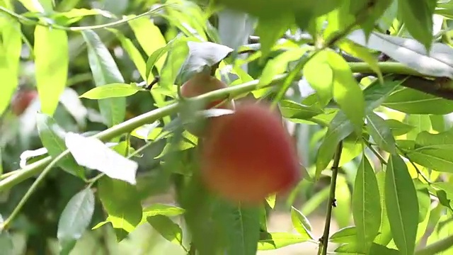 男人的手从一棵桃树上采摘成熟的桃子视频下载