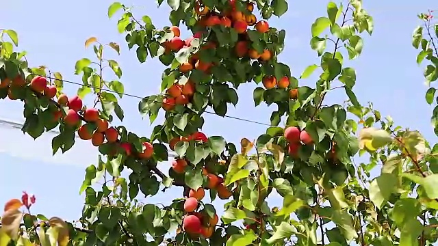 种植园里的杏树上成熟的杏子视频下载