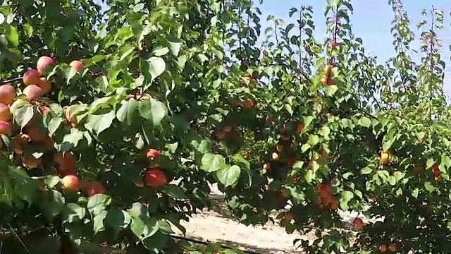 种植园里的杏树上成熟的杏子视频下载