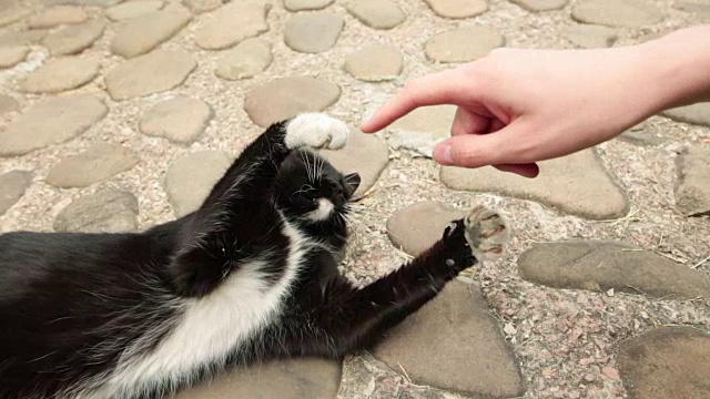 女孩用手指逗弄猫。人与动物的友谊观念视频下载