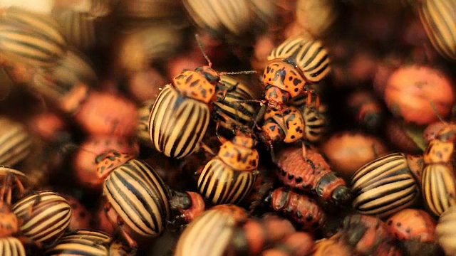 科罗拉多甲虫和幼虫。害虫的土豆视频下载