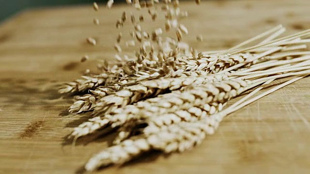 将麦粒撒在麦穗上视频下载