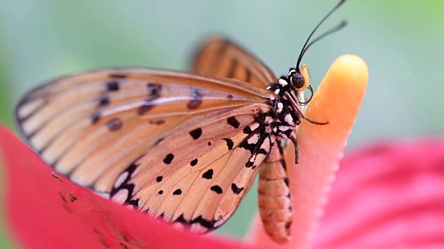 泰国和东南亚的带花蝴蝶。视频下载