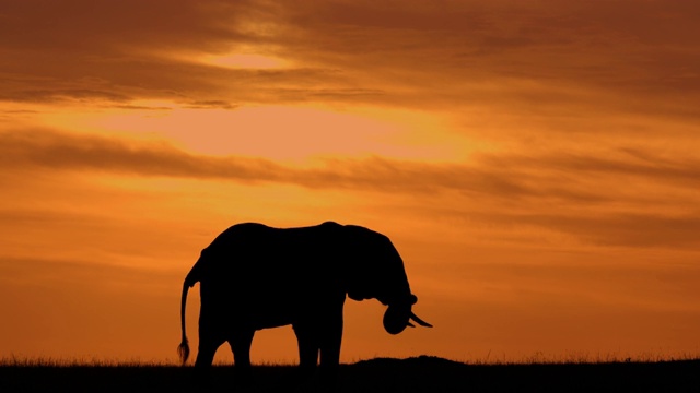 輪廓的大象放牧與戲劇性的天空馬賽馬拉，肯尼亞，非洲視頻素材