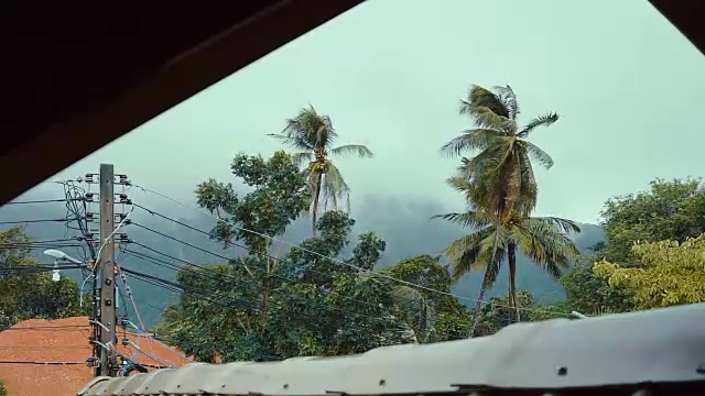极端天气台风风暴使椰子树弯曲视频素材
