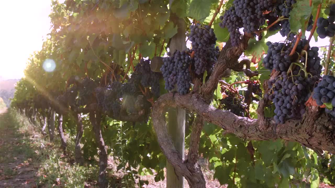 葡萄园的葡萄串-卢萨达- qta de lourosa视频下载