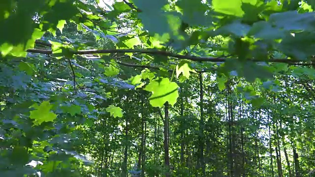 斑驳的阳光透过树林里的枫叶枝桠照耀着视频下载