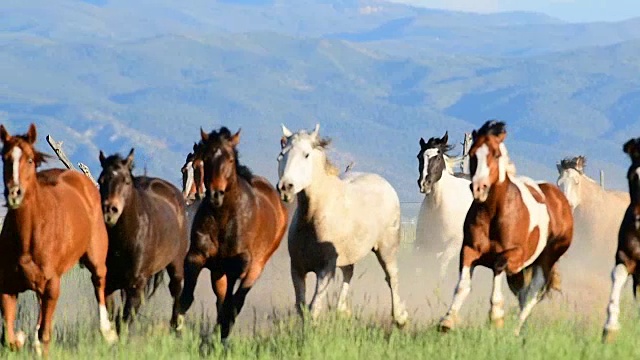 高清视频的野马跑过田野在美国西部的踩踏视频下载