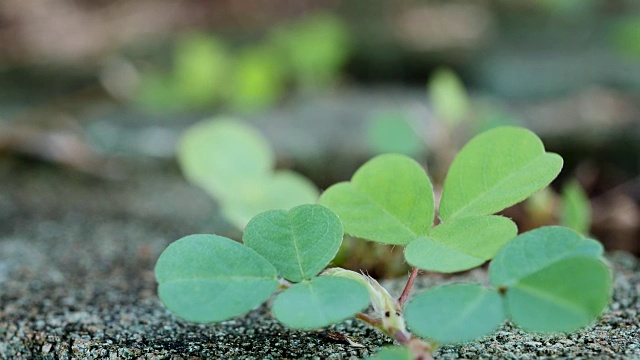 小绿色植物的特写视频素材