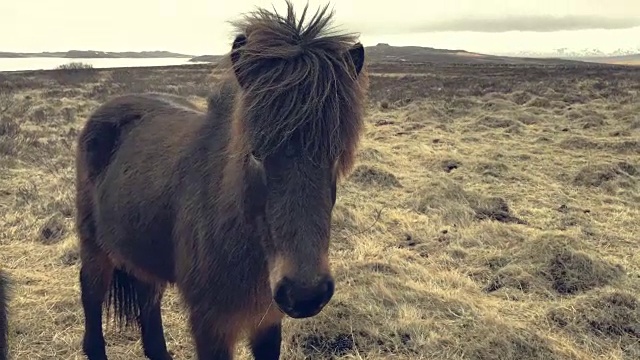 在冬季，精心打扮的冰岛马在野外玩耍视频下载
