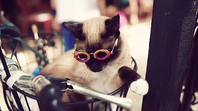戴着酷酷眼镜的现代猫视频下载