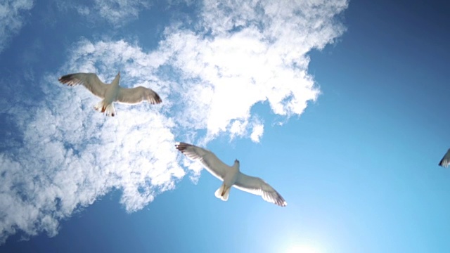 美麗的海鷗在天空中飛翔視頻素材