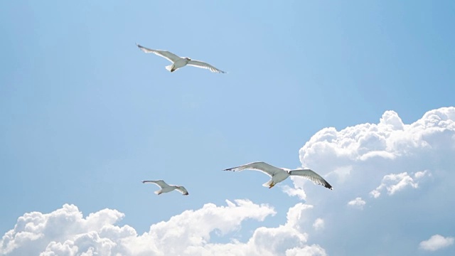 美丽的海鸥在天空中飞翔视频购买