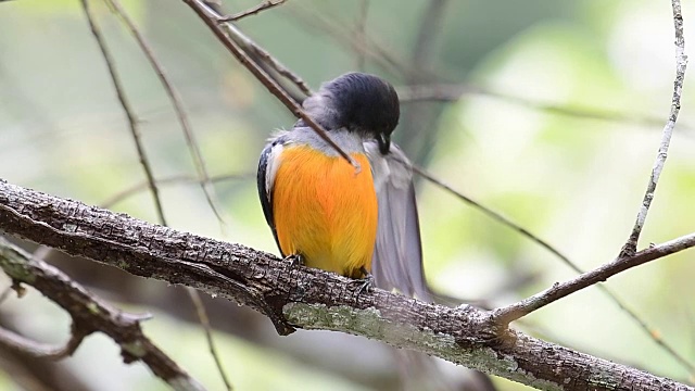 Orange-bellied Flowerpecker鸟视频下载