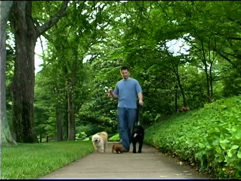 在公园遛狗的人视频素材