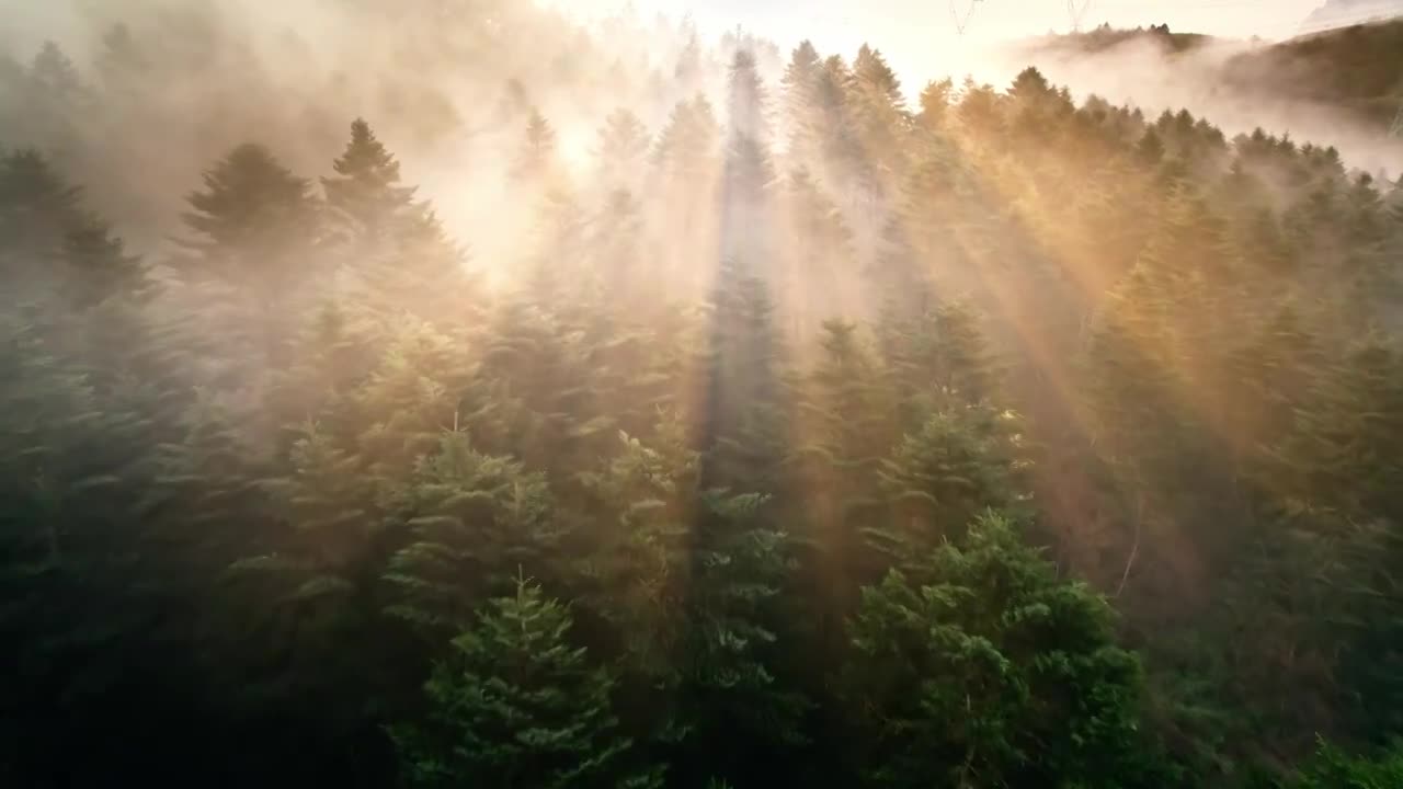 森林溪流大自然风光集锦（合集）视频购买