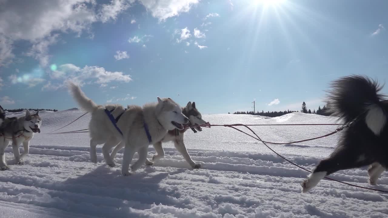雪山巡逻狗狗图片