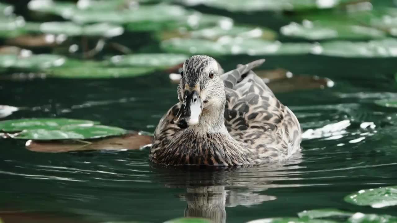北京西海池塘里游弋的鸭子视频下载