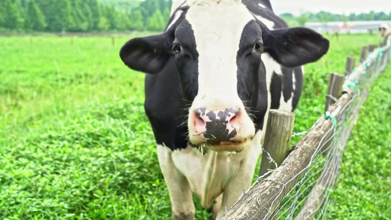 农场牧场夏日奶牛吃草悠闲散步田园生活草原视频下载