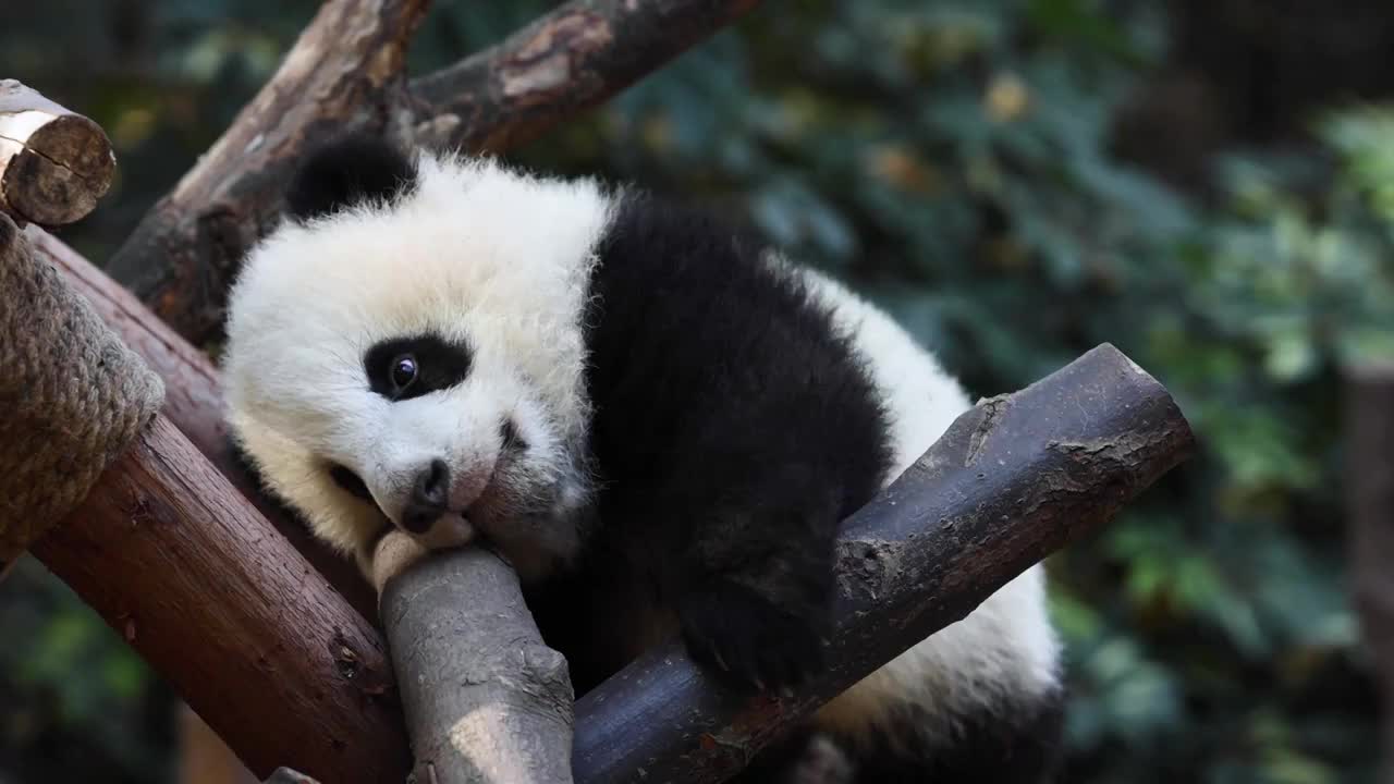 成都大熊猫繁育基地2022级新生大熊猫（半岁）与游客见面视频下载