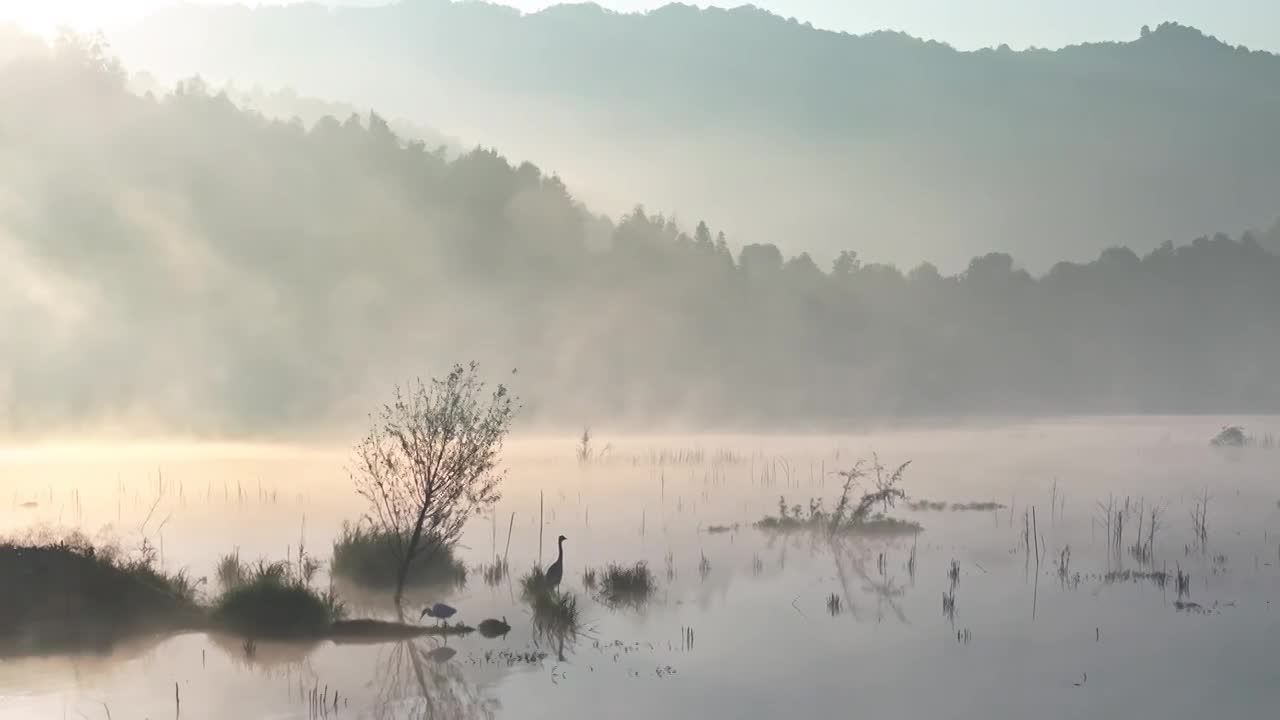 清晨森林湖泊雾气（合集）视频下载