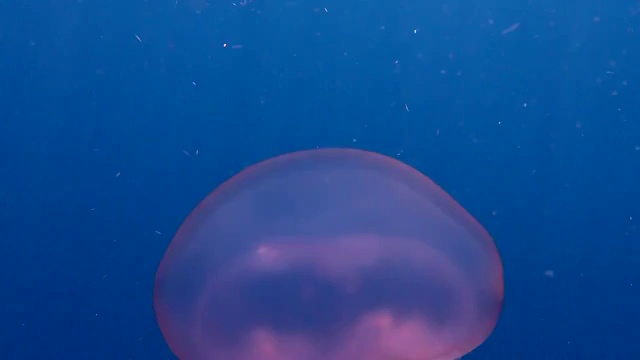 透明水母视频素材
