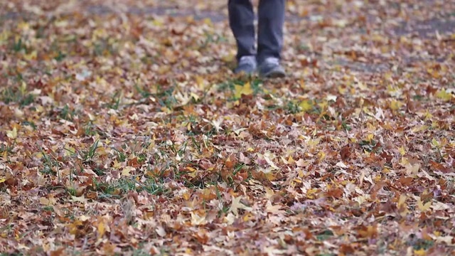 秋天的落叶视频素材