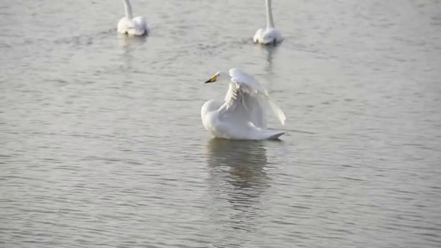 天鹅湖里的天鹅视频素材
