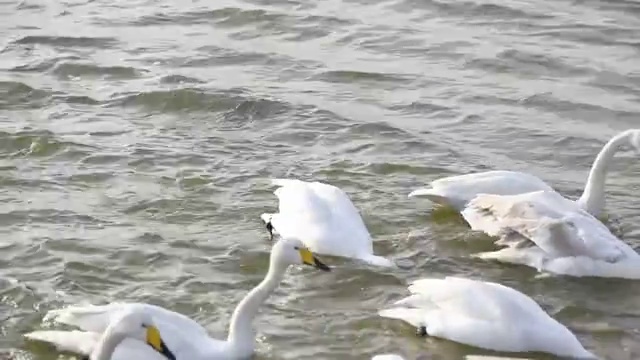 天鹅湖里的天鹅视频素材
