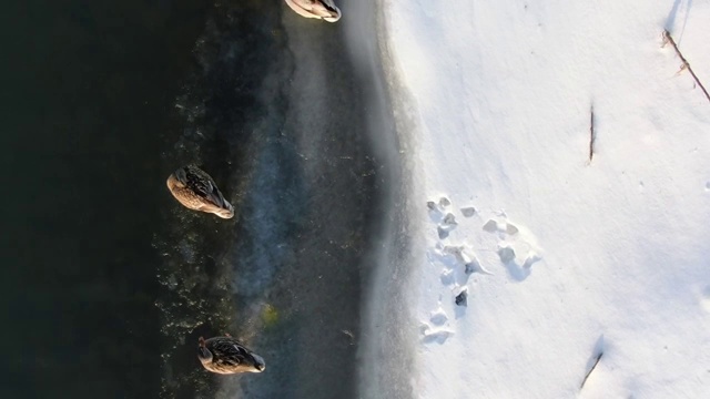 冬季冰雪中野鸭子视频素材