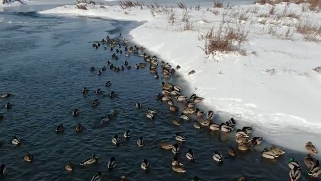冬季冰雪中野鸭子视频素材