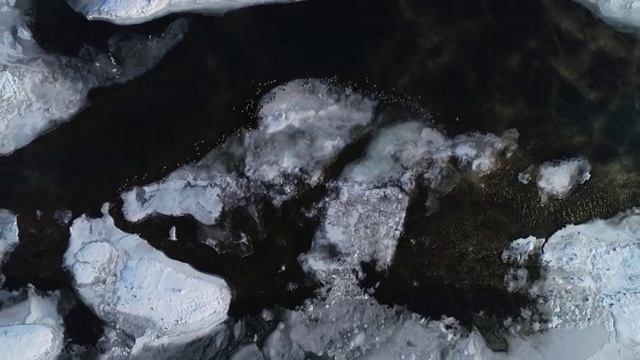冬季冰雪野鸭子视频素材