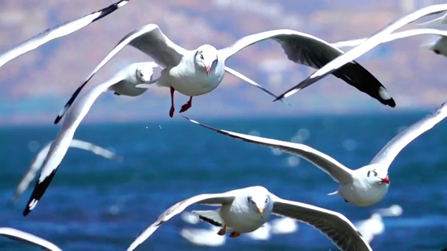 天空中飞翔的海鸥 慢动作视频素材