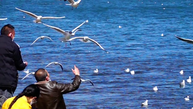 人鸟和谐 喂食海鸥 慢动作视频素材