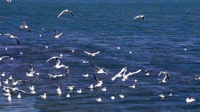 飞翔的海鸥视频素材