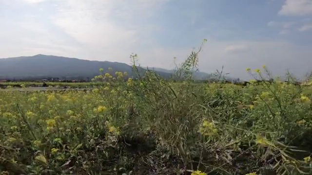 春天里盛开的油菜花视频素材