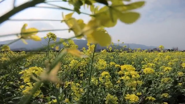 春天里盛开的油菜花视频素材