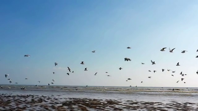 航拍海鸥飞行慢镜头视频视频下载