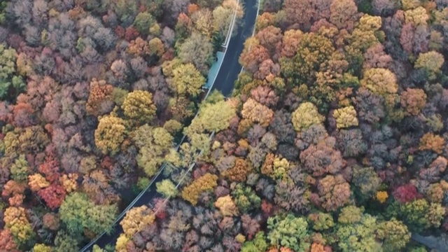 秋天的树林视频素材