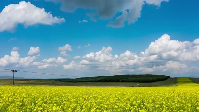 蓝天白云下的油菜花视频素材
