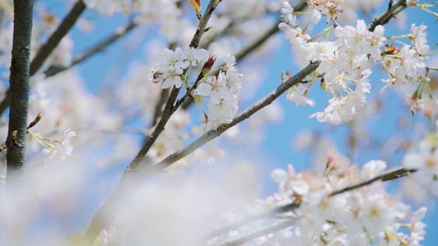 春季杭州樱花升格视频素材