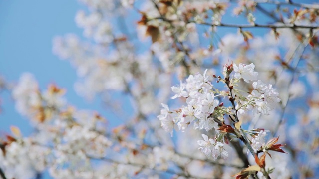 春季杭州樱花升格视频素材