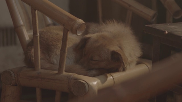 椅子上睡觉的狗视频下载